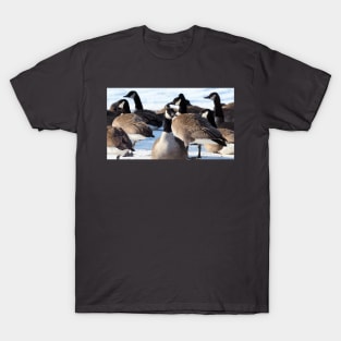 Canada Geese Standing In The Snow T-Shirt